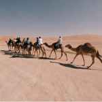 Riding a camel in 360 never before had it been so fun